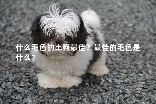 什么毛色的土狗最佳？最佳的毛色是什么？