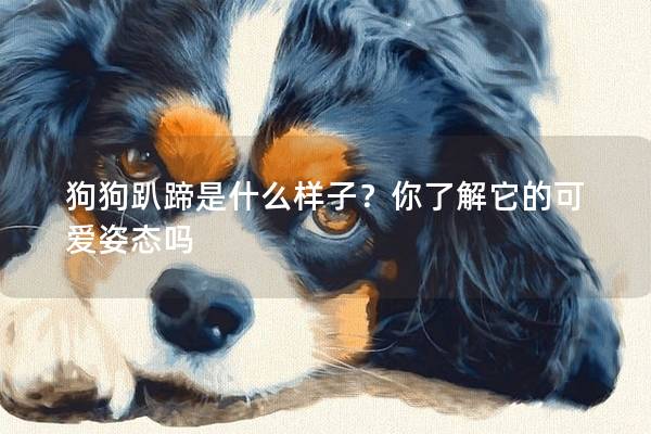 狗狗趴蹄是什么样子？你了解它的可爱姿态吗