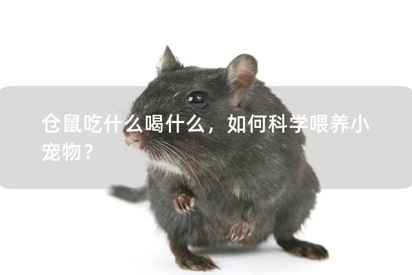仓鼠吃什么喝什么，如何科学喂养小宠物？