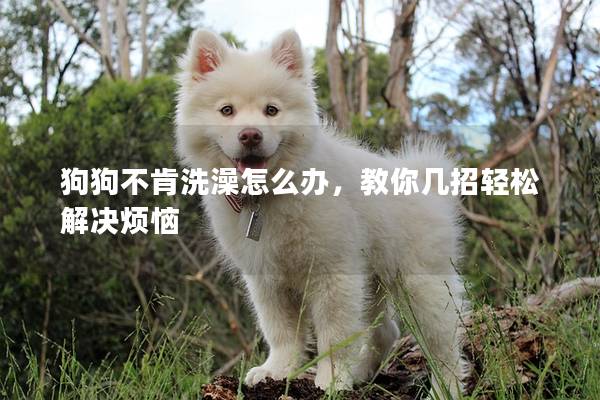 狗狗不肯洗澡怎么办，教你几招轻松解决烦恼