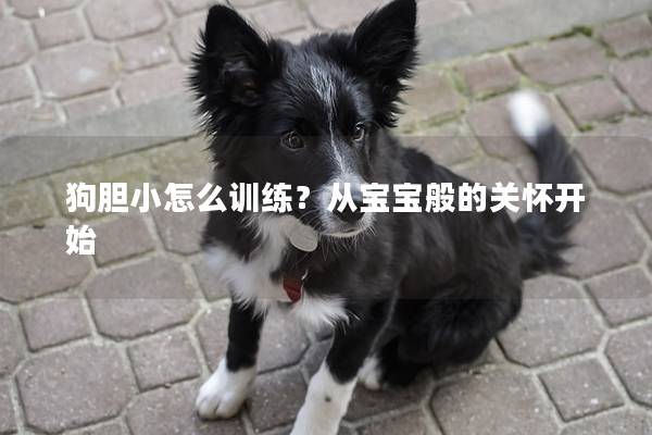 狗胆小怎么训练？从宝宝般的关怀开始