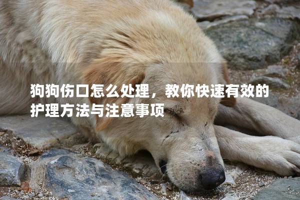 狗狗伤口怎么处理，教你快速有效的护理方法与注意事项