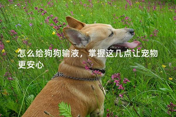 怎么给狗狗输液，掌握这几点让宠物更安心