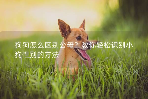 狗狗怎么区别公母？教你轻松识别小狗性别的方法