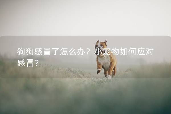 狗狗感冒了怎么办？小宠物如何应对感冒？