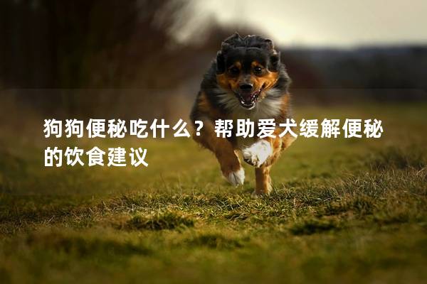 狗狗便秘吃什么？帮助爱犬缓解便秘的饮食建议