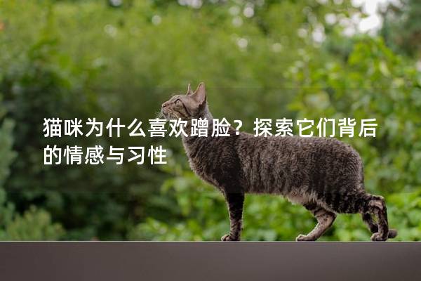 猫咪为什么喜欢蹭脸？探索它们背后的情感与习性