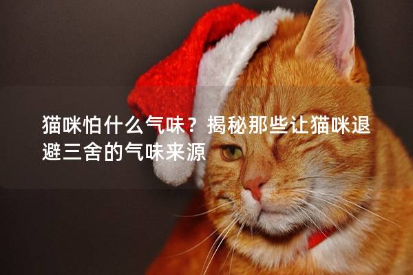 猫咪怕什么气味？揭秘那些让猫咪退避三舍的气味来源