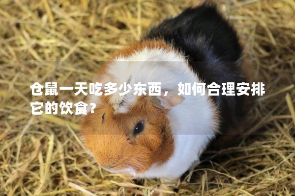 仓鼠一天吃多少东西，如何合理安排它的饮食？