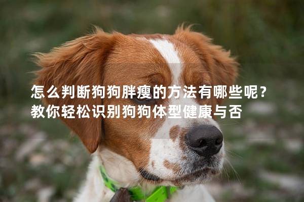 怎么判断狗狗胖瘦的方法有哪些呢？教你轻松识别狗狗体型健康与否