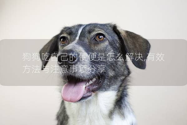 狗狗吃自己的便便是怎么解决,有效方法与注意事项分享