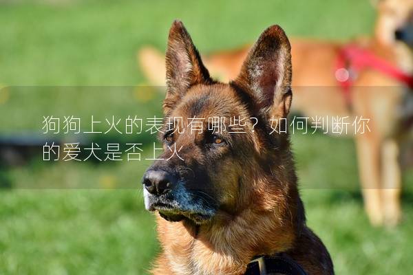 狗狗上火的表现有哪些？如何判断你的爱犬是否上火