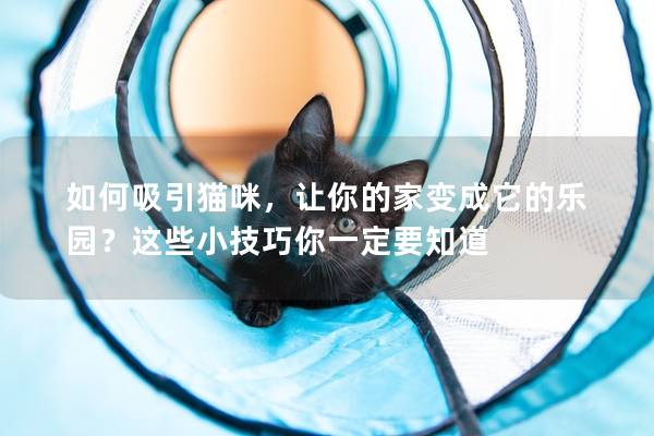 如何吸引猫咪,让你的家变成它的乐园?这些小技巧你一定要知道 如何吸引猫咪,让你的家变成它的乐园?这些小技巧你一定要知道