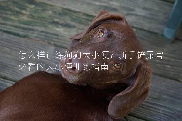 怎么样训练狗狗大小便？新手铲屎官必看的大小便训练指南