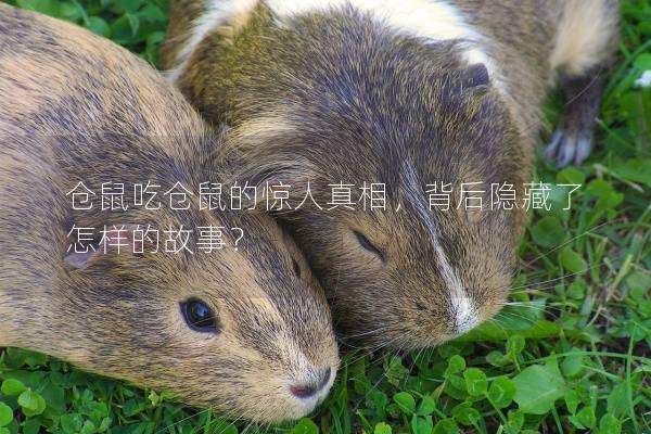 仓鼠吃仓鼠的惊人真相，背后隐藏了怎样的故事？
