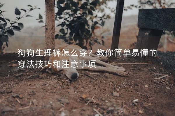 狗狗生理裤怎么穿？教你简单易懂的穿法技巧和注意事项