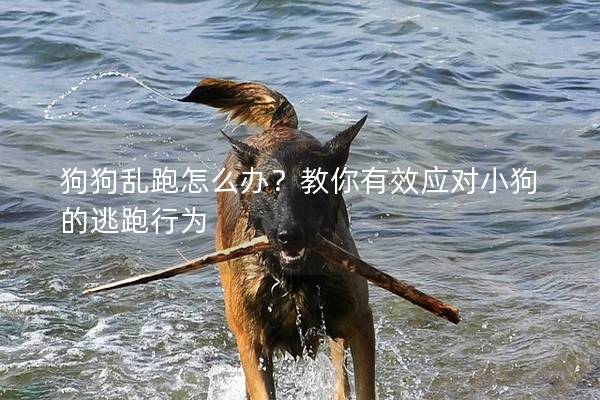 狗狗乱跑怎么办？教你有效应对小狗的逃跑行为