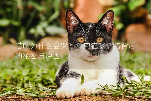 猫咪为什么会哭?探究猫咪情绪背后的秘密与原因 猫咪为什么会哭?探究猫咪情绪背后的秘密与原因