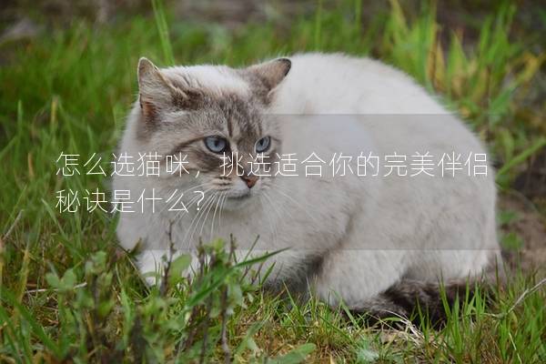 怎么选猫咪,挑选适合你的完美伴侣秘诀是什么? 怎么选猫咪,挑选适合你的完美伴侣秘诀是什么?