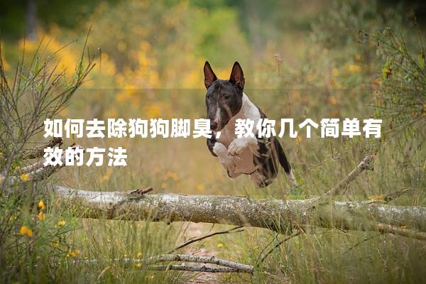 如何去除狗狗脚臭，教你几个简单有效的方法