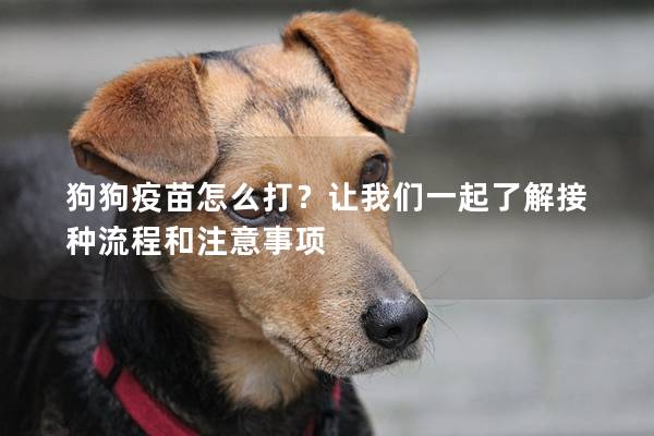 狗狗疫苗怎么打?让我们一起了解接种流程和注意事项 狗狗疫苗怎么打?让我们一起了解接种流程和注意事项