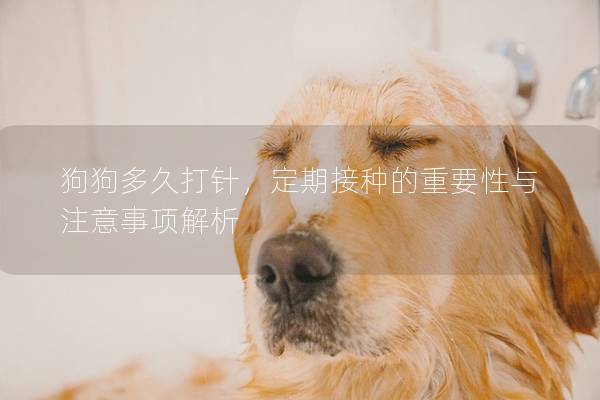 狗狗多久打针，定期接种的重要性与注意事项解析
