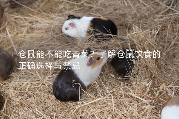 仓鼠能不能吃青菜？了解仓鼠饮食的正确选择与禁忌