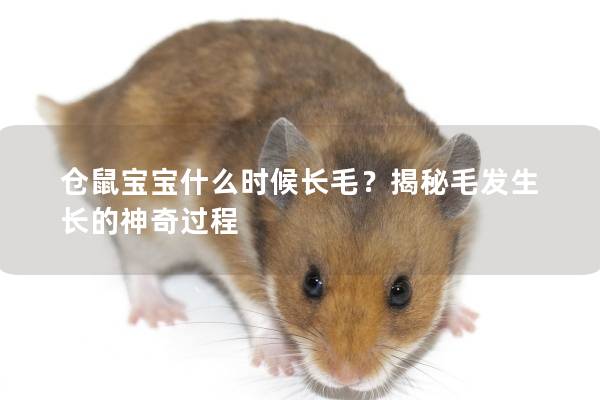 仓鼠宝宝什么时候长毛？揭秘毛发生长的神奇过程