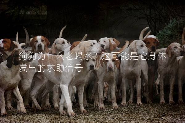 狗狗为什么老喝水？这可能是它身体发出的求助信号