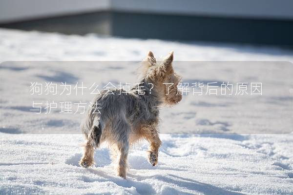 狗狗为什么会掉毛?了解背后的原因与护理方法 狗狗为什么会掉毛?了解背后的原因与护理方法