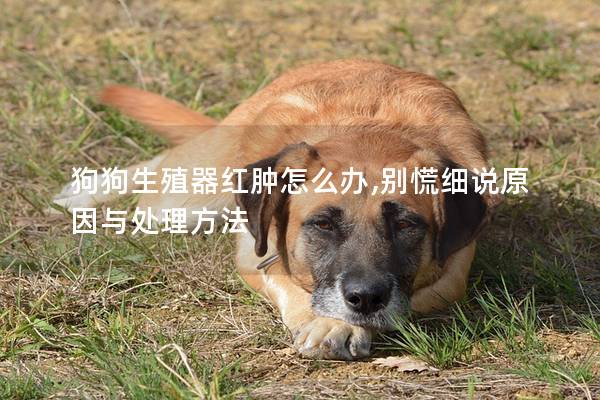 狗狗生殖器红肿怎么办,别慌细说原因与处理方法 狗狗生殖器红肿怎么办,别慌细说原因与处理方法