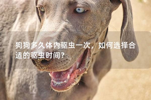 狗狗多久体内驱虫一次，如何选择合适的驱虫时间？