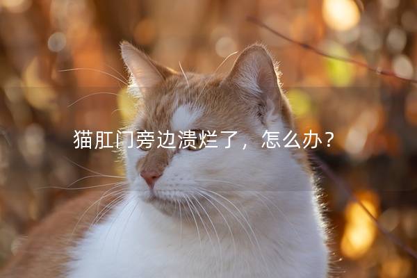 猫肛门旁边溃烂了,怎么办? 猫肛门旁边溃烂了,怎么办?