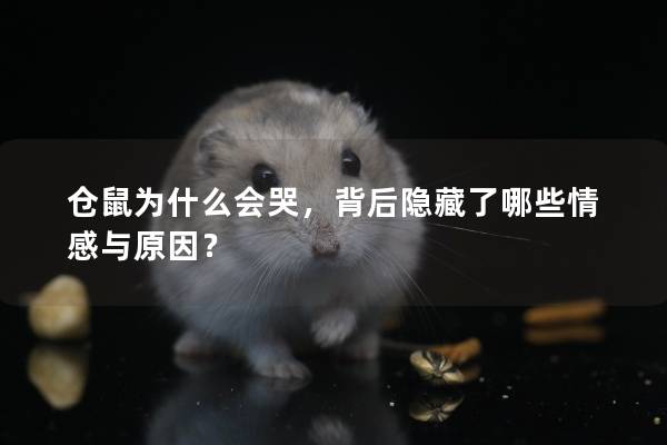 仓鼠为什么会哭,背后隐藏了哪些情感与原因? 仓鼠为什么会哭,背后隐藏了哪些情感与原因?