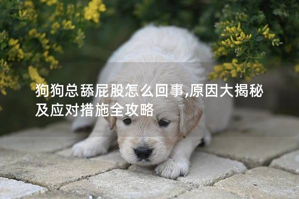 狗狗总舔屁股怎么回事,原因大揭秘及应对措施全攻略