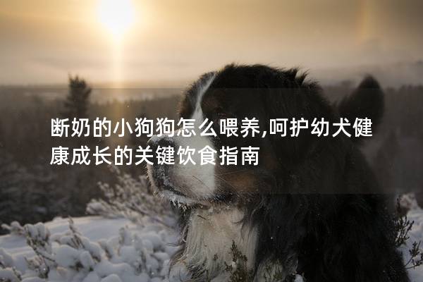断奶的小狗狗怎么喂养,呵护幼犬健康成长的关键饮食指南