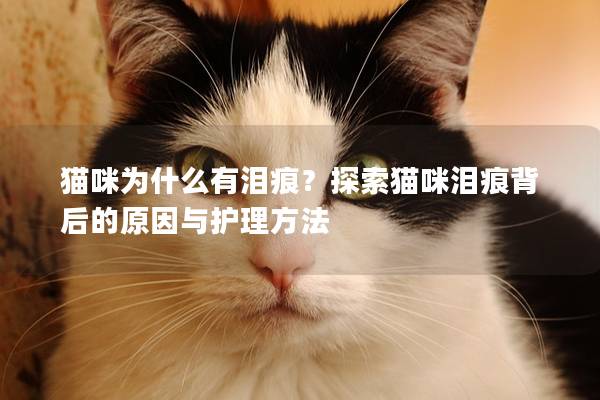 猫咪为什么有泪痕？探索猫咪泪痕背后的原因与护理方法