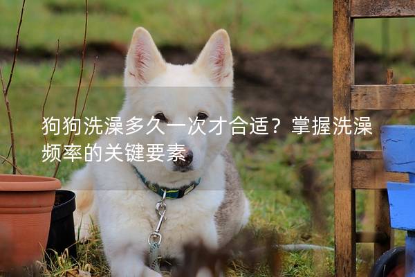狗狗洗澡多久一次才合适?掌握洗澡频率的关键要素 狗狗洗澡多久一次才合适?掌握洗澡频率的关键要素