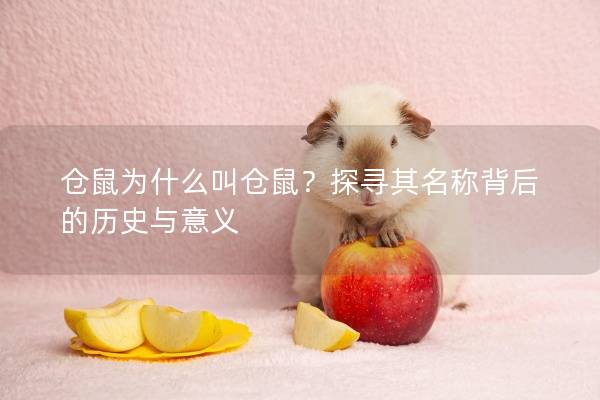仓鼠为什么叫仓鼠？探寻其名称背后的历史与意义