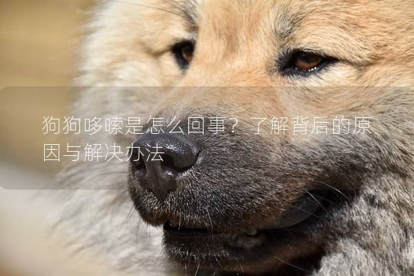 狗狗哆嗦是怎么回事？了解背后的原因与解决办法
