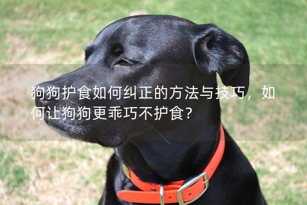 狗狗护食如何纠正的方法与技巧，如何让狗狗更乖巧不护食？