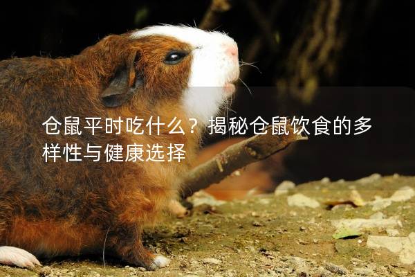 仓鼠平时吃什么？揭秘仓鼠饮食的多样性与健康选择