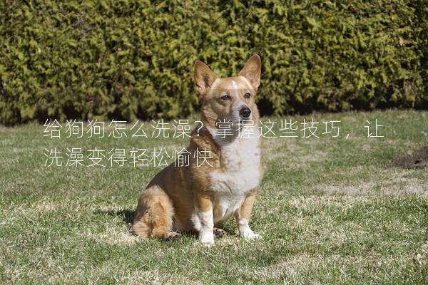 给狗狗怎么洗澡？掌握这些技巧，让洗澡变得轻松愉快