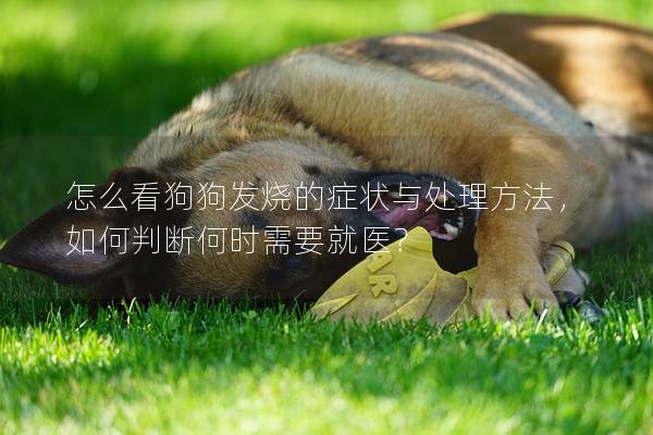 怎么看狗狗发烧的症状与处理方法，如何判断何时需要就医？