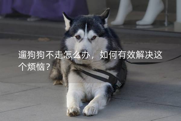 遛狗狗不走怎么办，如何有效解决这个烦恼？