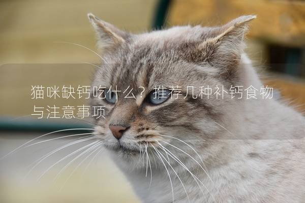 猫咪缺钙吃什么？推荐几种补钙食物与注意事项