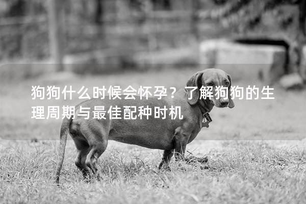 狗狗什么时候会怀孕？了解狗狗的生理周期与最佳配种时机
