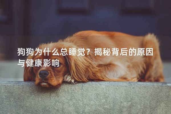 狗狗为什么总睡觉？揭秘背后的原因与健康影响