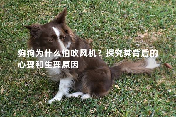狗狗为什么怕吹风机？探究其背后的心理和生理原因