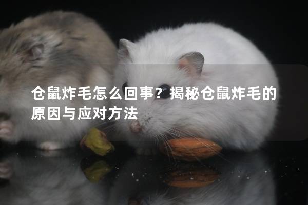 仓鼠炸毛怎么回事？揭秘仓鼠炸毛的原因与应对方法